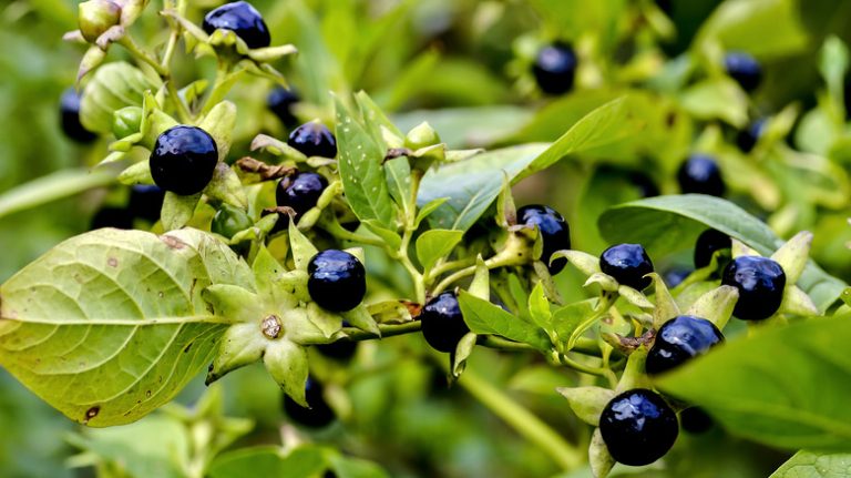 black nightshade plant