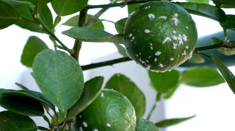 Mealybugs on citrus fruit