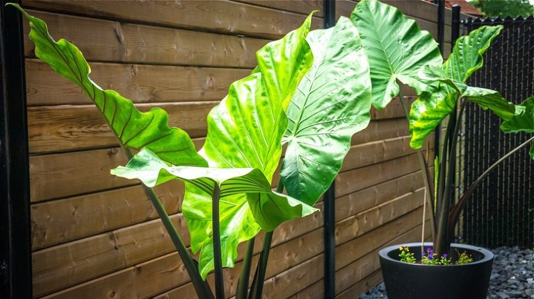 Elephant ear plants in planters