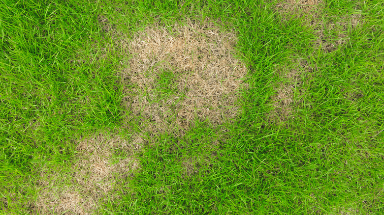 patches of brown grass