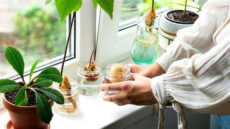 Person sprouting avocado seeds