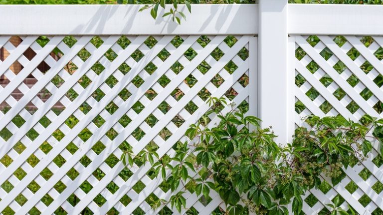 Vines growing on fence