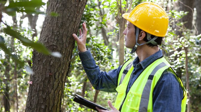 Man inspecting tree