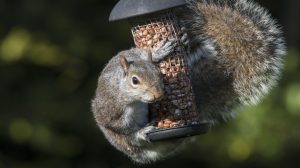 squirrel hanging off bird feeder