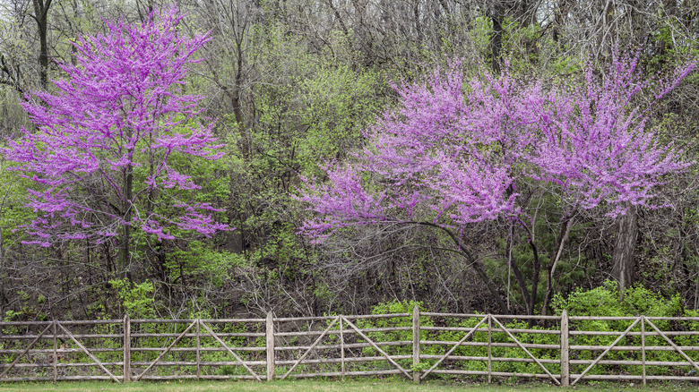 eastern redbud trees in a field