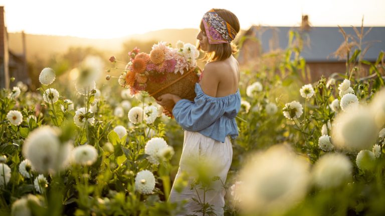 woman picking dahlias in garden