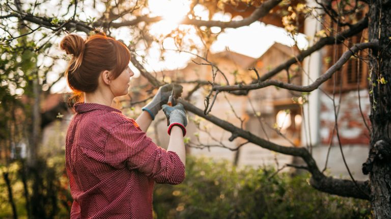 person pruning trees