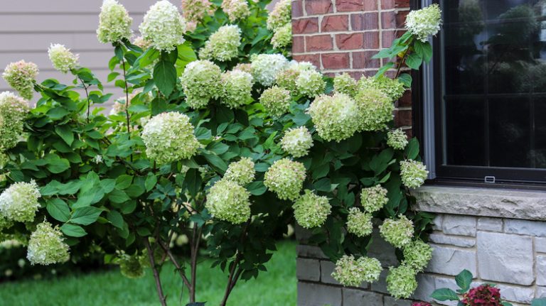 Limelight hydrangea growing near window