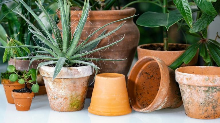 Pots with plants