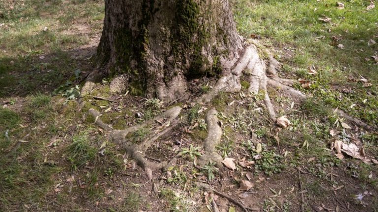 exposed tree roots