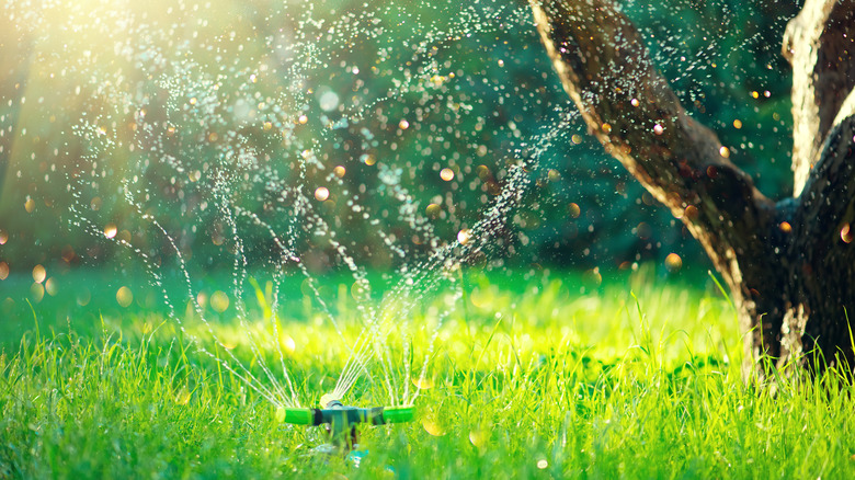 Sprinkler in yard