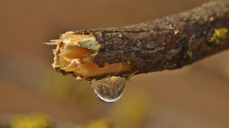 Tree sap on broken branch