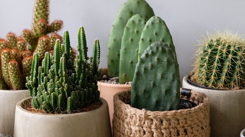 potted cacti