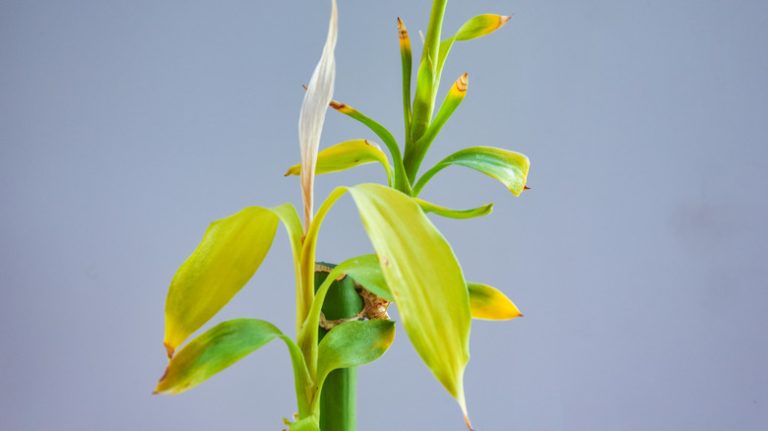 bamboo leaves with yellow tips