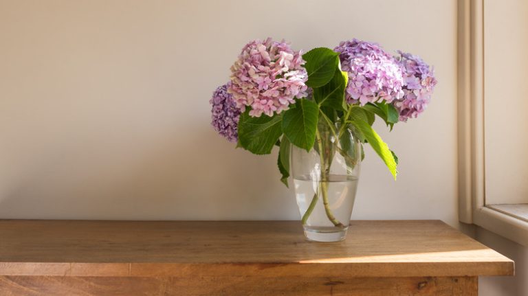 Pink hydrangeas in glass vase