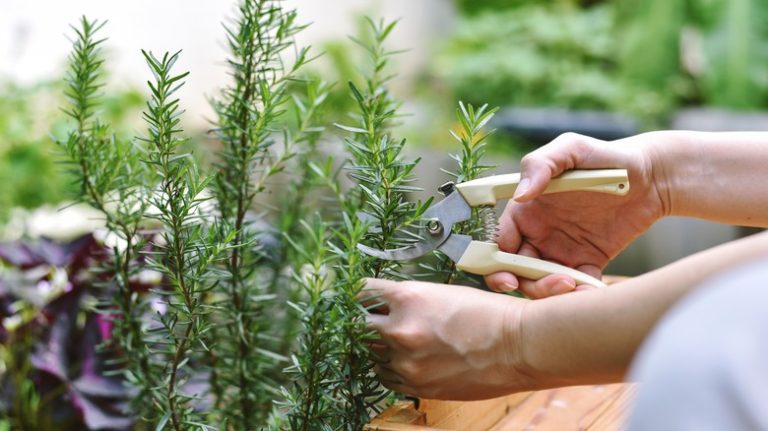 woman pruning rosemary