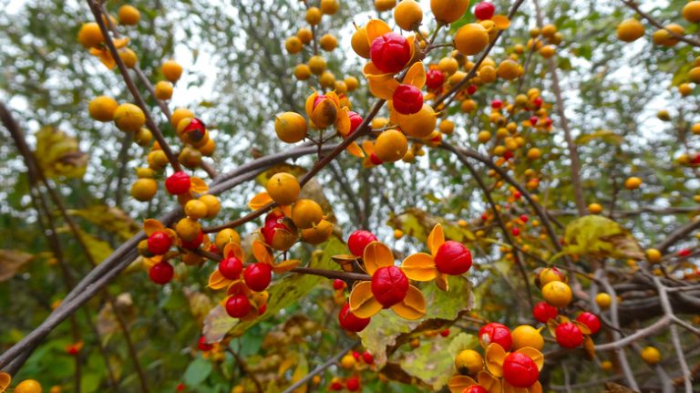 Bittersweet's yellow and orange fruits