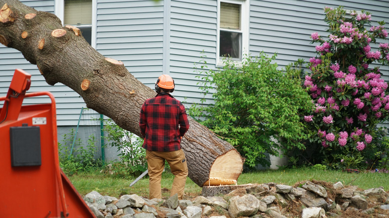 Removing tree in yard