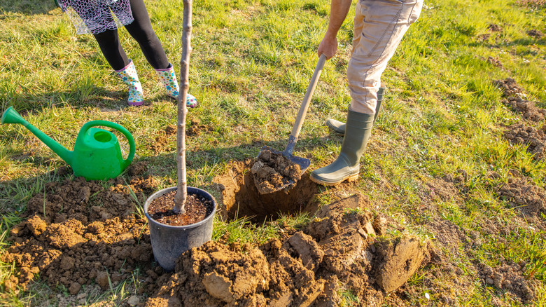 Couple planting tree together