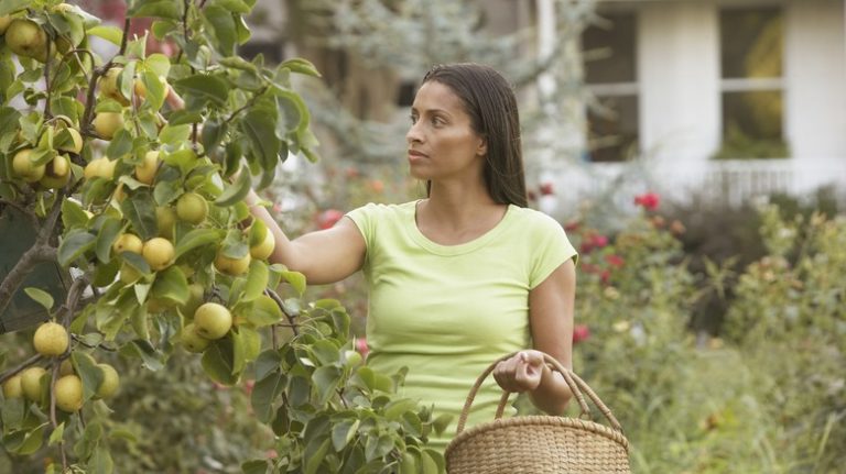 woman tending a fruit tree