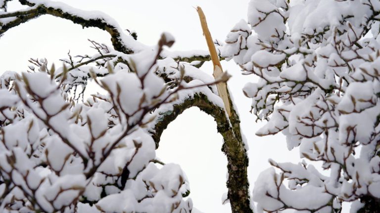 Frozen magnolia tree