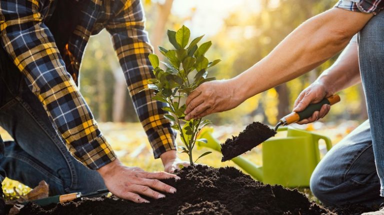 people planting young tree