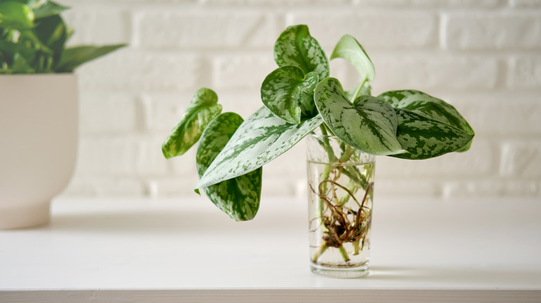 Plant cutting roots in glass jar