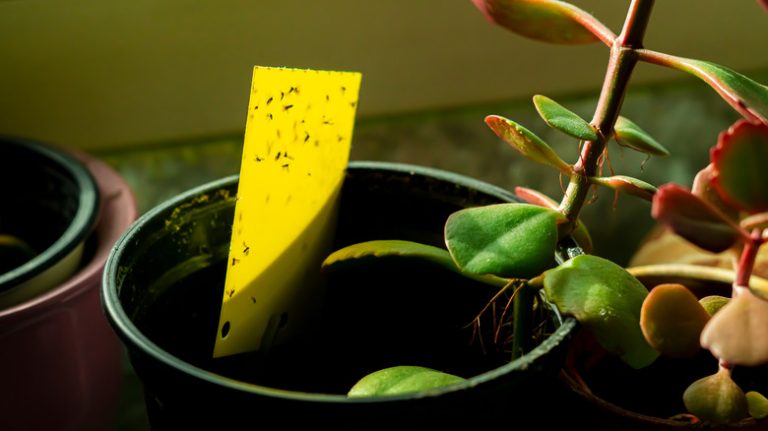 fungus gnats on plants