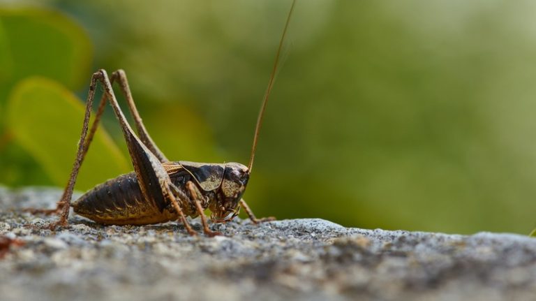 Cricket on a rock