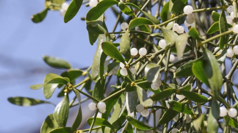 mistletoe plant with white berries