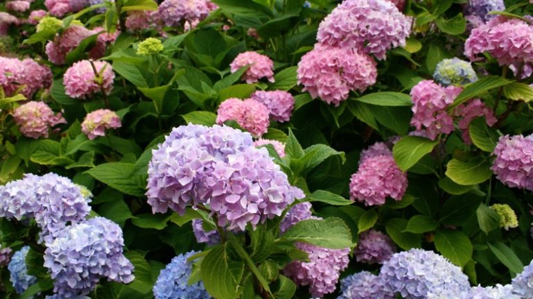 colorful hydrangea bush