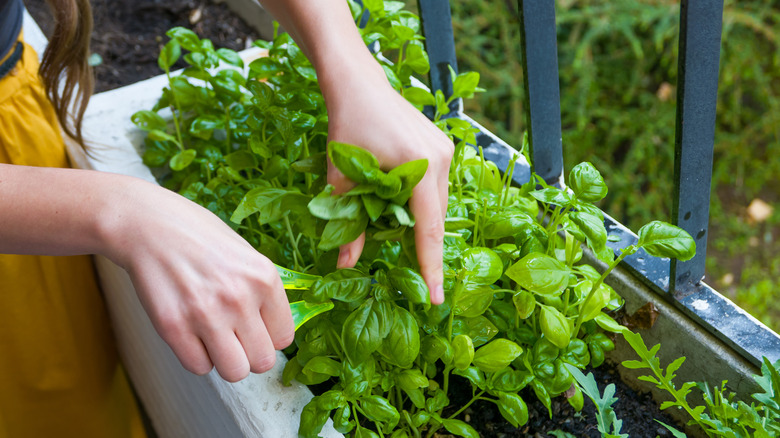 Person harvesting herbs