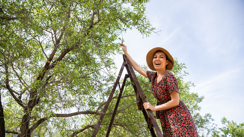 woman on ladder harvesting almonds