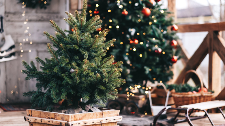 Christmas tree in wood crate