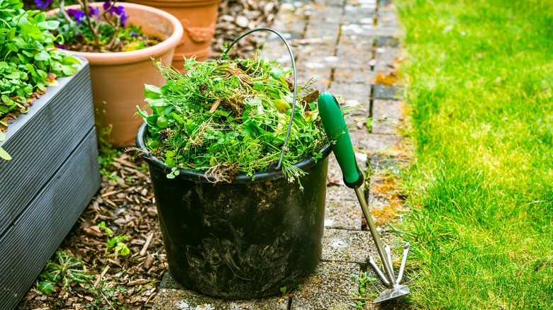 bucket of lambs quarter