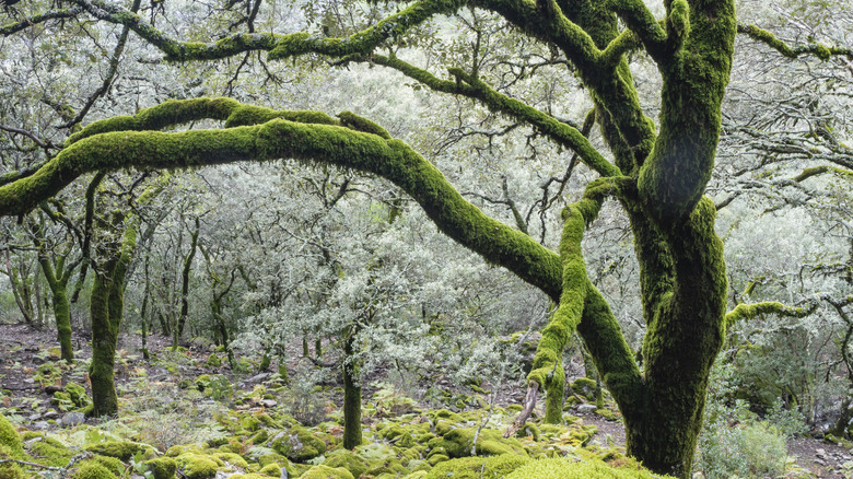 Moss covering trees