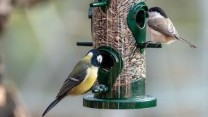 two birds at feeder