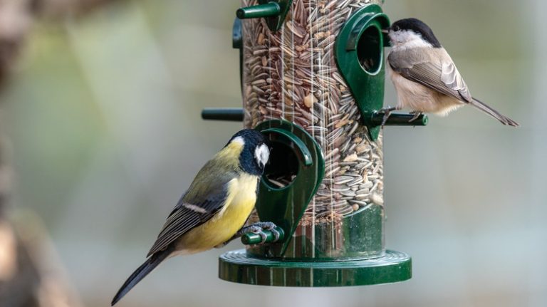 two birds at feeder