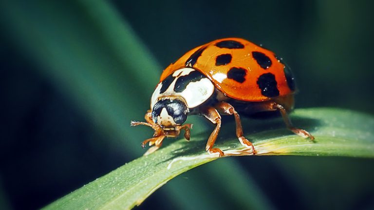 ladybug