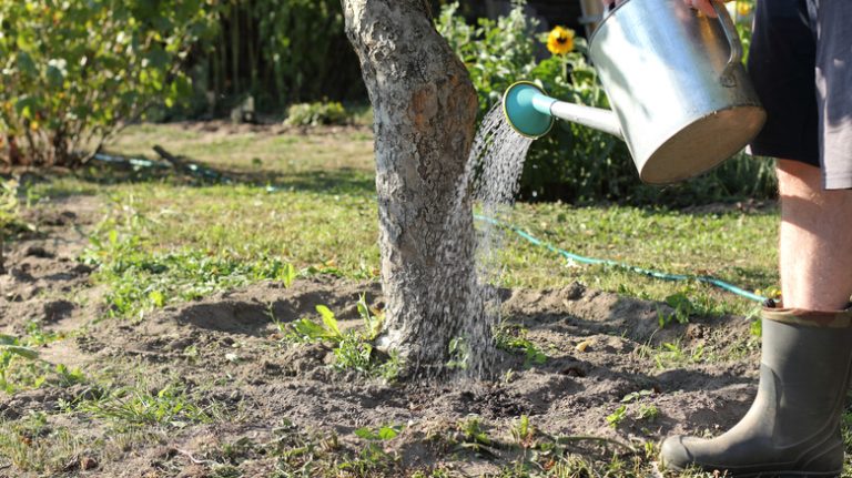 person watering tree