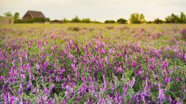 Field of hairy vetch