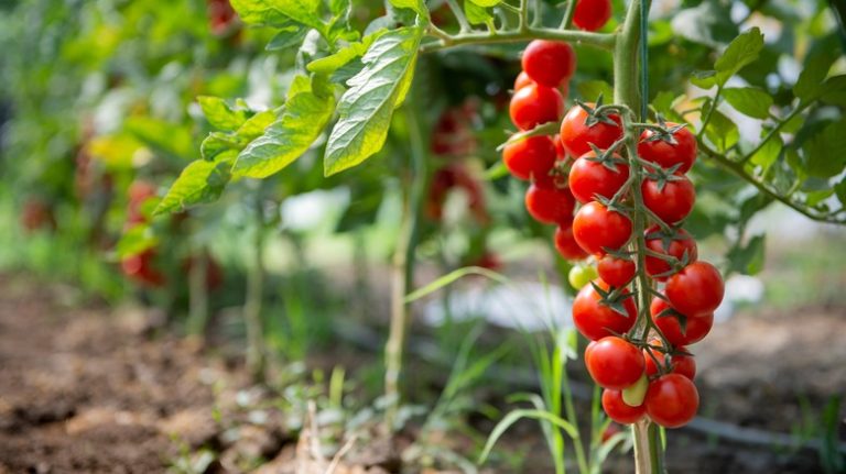 Tomato plant growing in garden