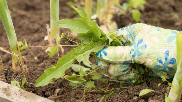 weed in a garden