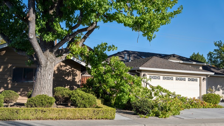 fallen tree branch by home