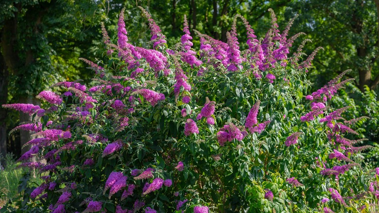 large butterfly bush