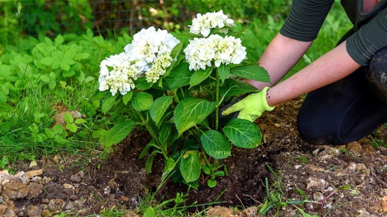 Gardener planting hydrangea