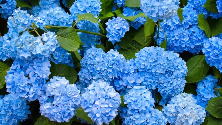 Pale blue hydrangea bush