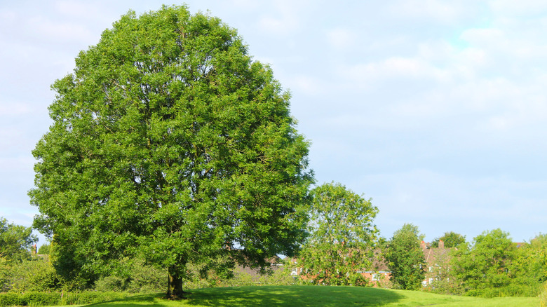 Optimal Time of Year for Pruning Ash Trees - Global Ideas