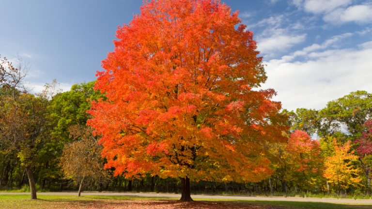 suagr maple tree