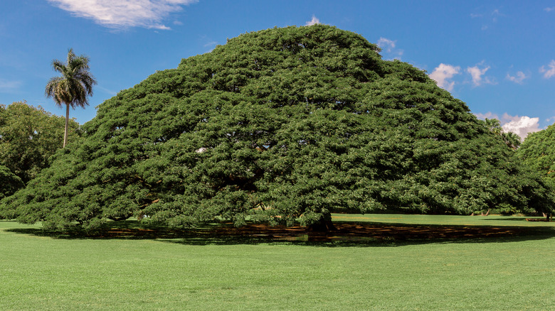 Monkeypod tree